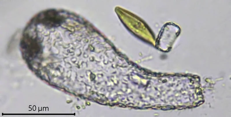 Argynnia retorta