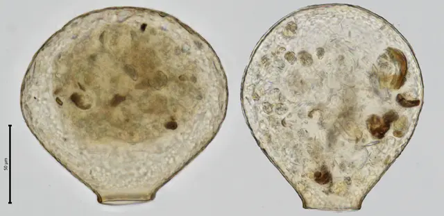 Nebela tincta galeata