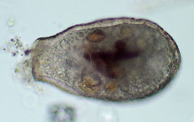 Longinebela tubulosa