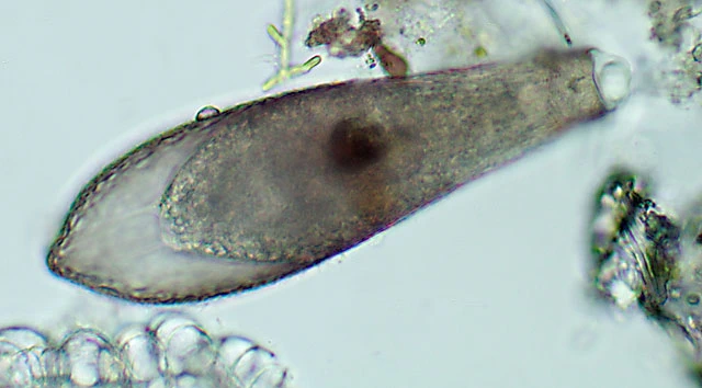 Longinebela tubulosa