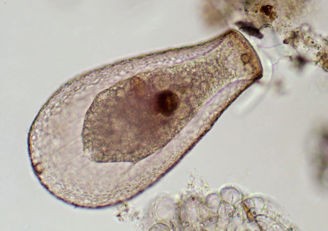 Longinebela tubulosa