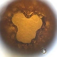 Netzelia gramen