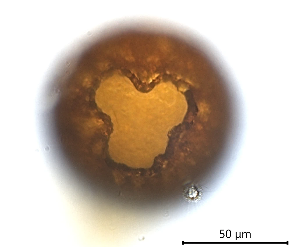 Netzelia gramen