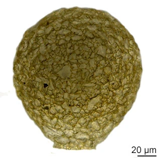 Netzelia tuberculata