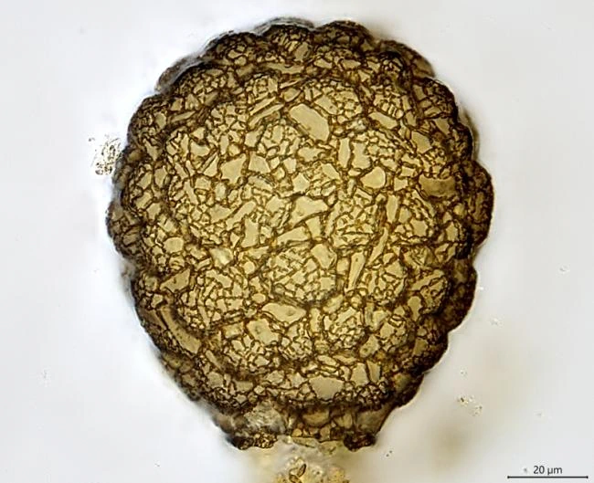 Netzelia tuberculata