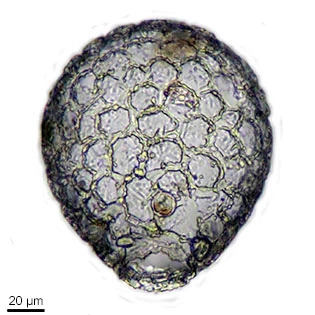 Netzelia tuberculata