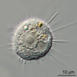 Nuclearia simplex