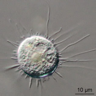 Nuclearia simplex