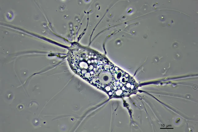 Nuclearia simplex