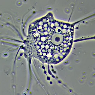 Nuclearia simplex