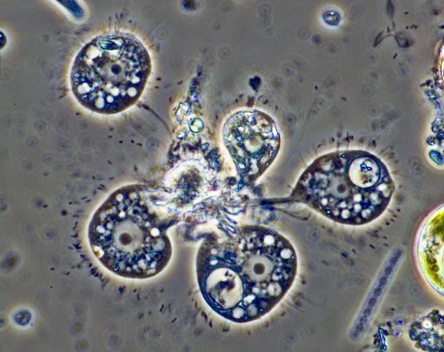 Nuclearia thermophila