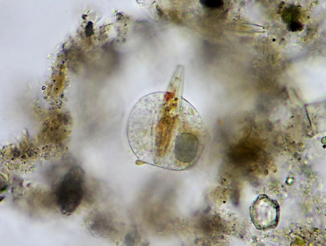 Nuclearia delicatula 