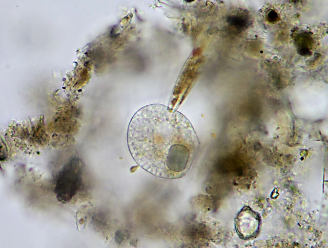 Nuclearia delicatula