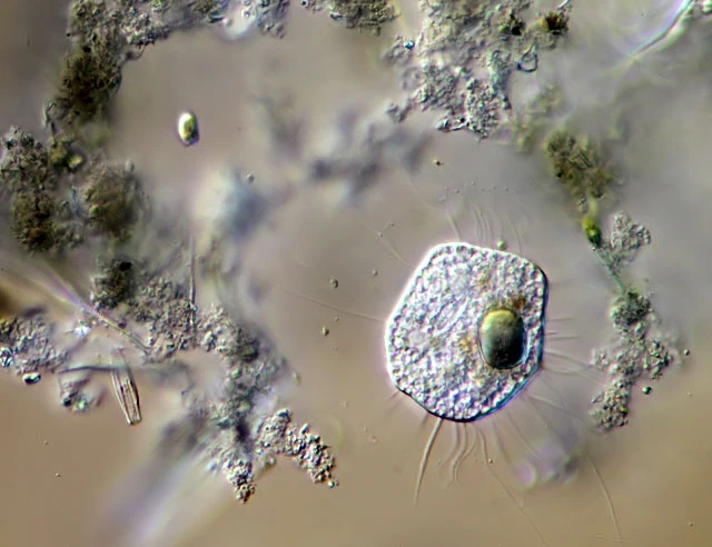 Nuclearia delicatula