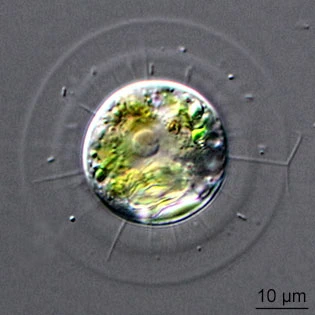 Nuclearia radians - Ferry Siemensma