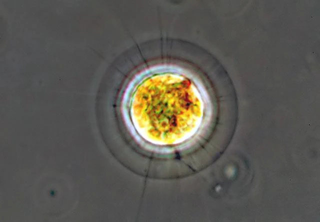 Nuclearia rubra - Ferry Siemensma