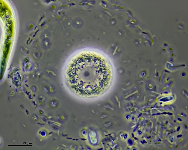 Nuclearia thermophila