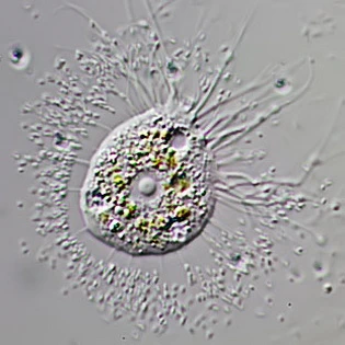 Nuclearia thermophila