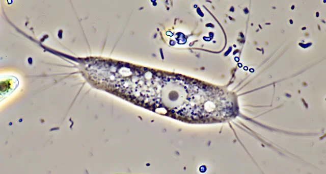 Nuclearia thermophila