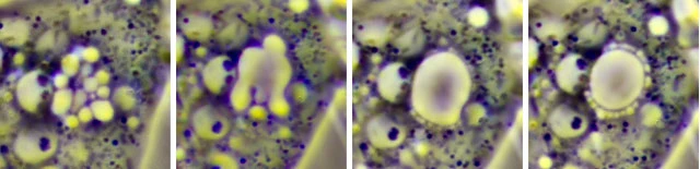 Nuclearia thermophila