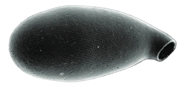 Oleiformis