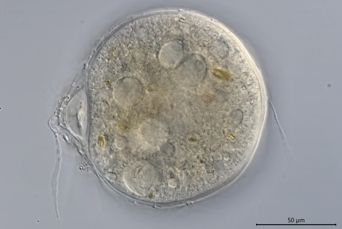 Claparedellus lachmannii