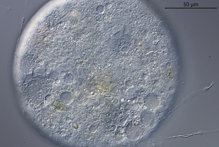 Claparedellus lachmannii