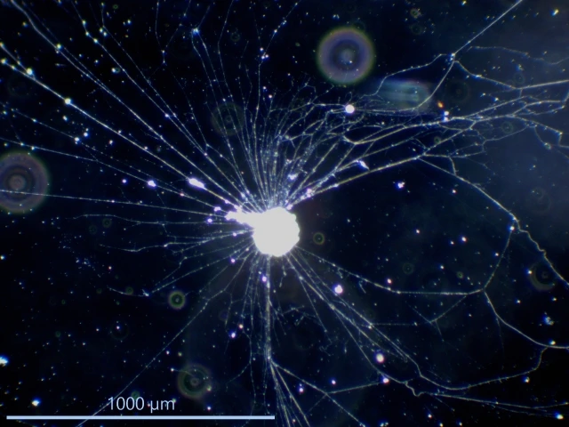 freshwater foraminifer