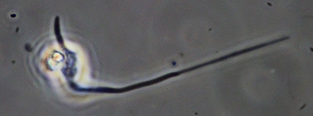 Oscillosignum proboscidium