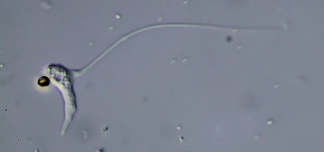Oscillosignum proboscidium