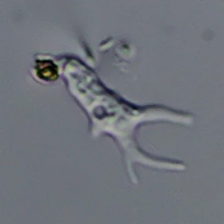 Oscillosignum proboscidium