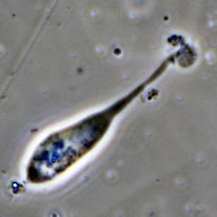 Oscillosignum proboscidium