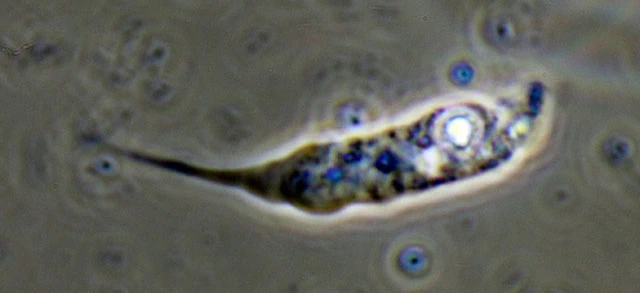 Oscillosignum proboscidium