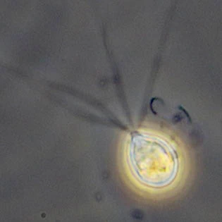Ovulinata