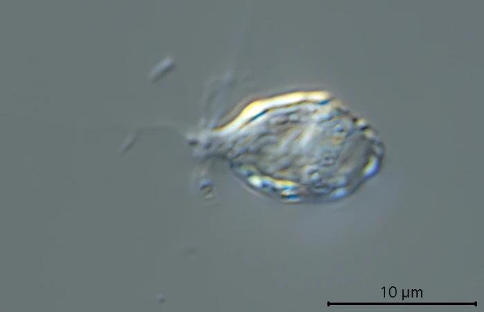 Ovulinata