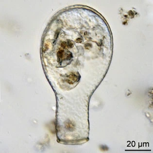 Padaungiella lageniformis