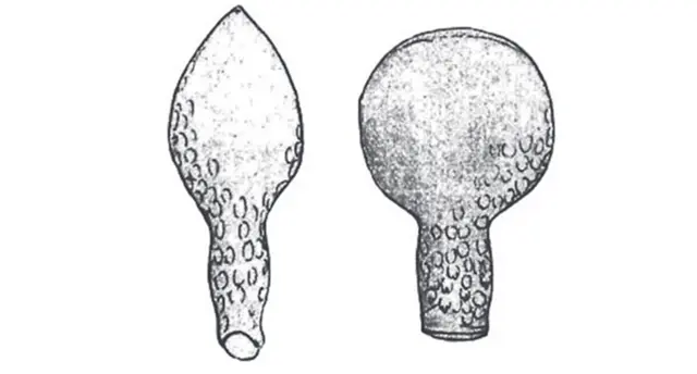 Padaungiella cordiformis