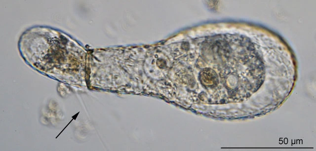 Padaungiella lageniformis