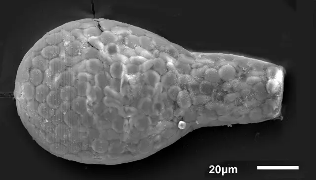 Padaungiella lageniformis