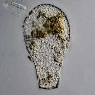 Padaungiella lageniformis