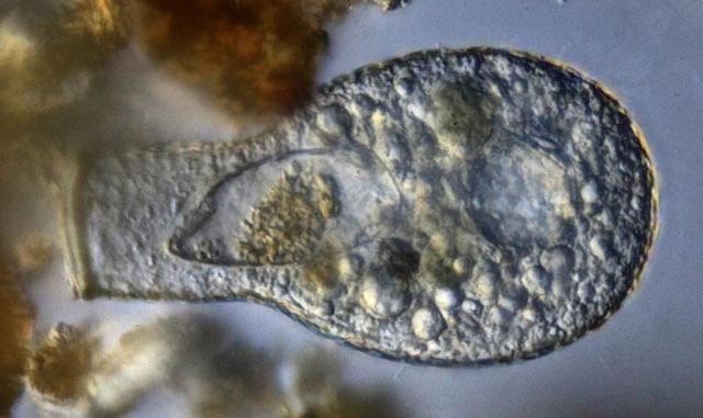 Padaungiella lageniformis