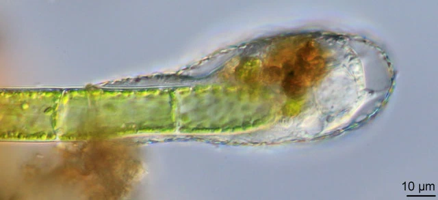 Padaungiella lageniformis