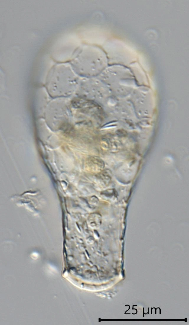 Padaungiella tubulata