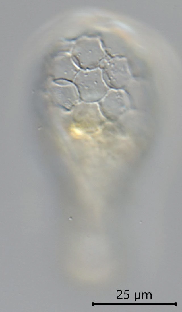 Padaungiella tubulata