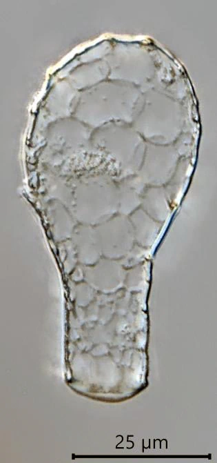 Padaungiella tubulata
