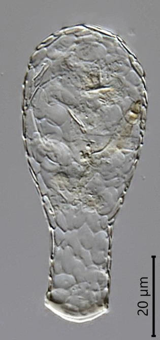 Padaungiella tubulata