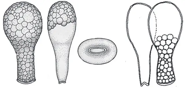 Padaungiella tubulata