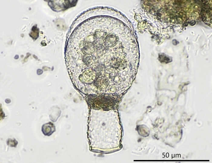 Padaungiella wailesi