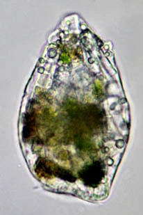 Pamphagus Lecythium mutabilis