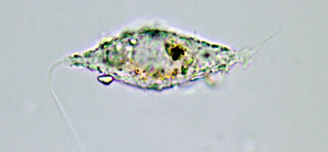 Paramphitrema lemanense